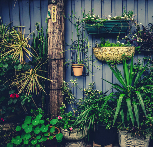 Jeune pousse en jardinage : par où commencer ?