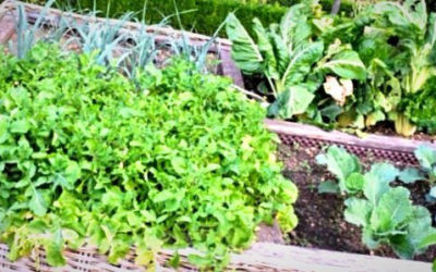 Les pours et les contres du potager