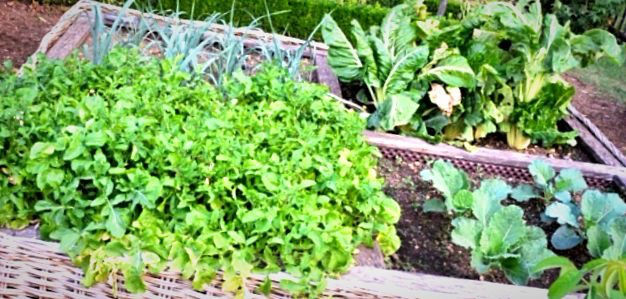 potager