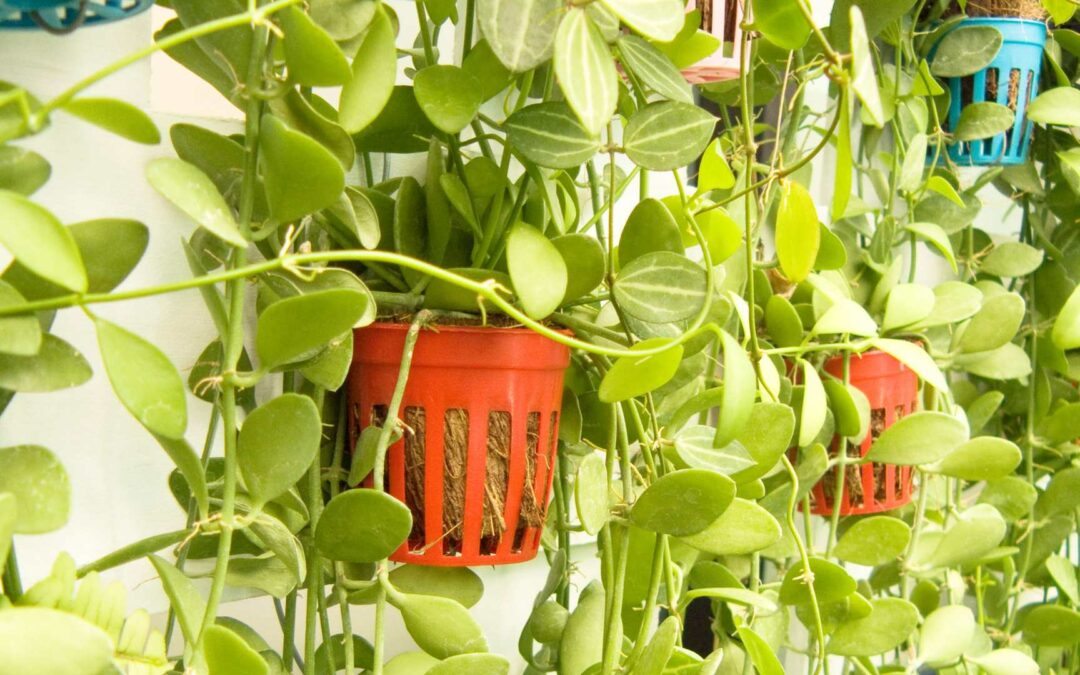 Jardin vertical Florafelt : une solution déco tendance et économique