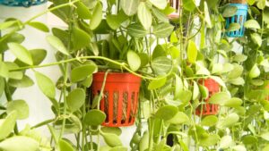 Un jardin vertical