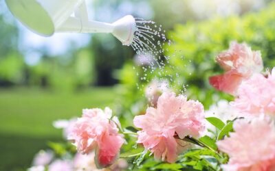 Gardena Smart Water Control : votre assistant d’arrosage intelligent pour le jardin