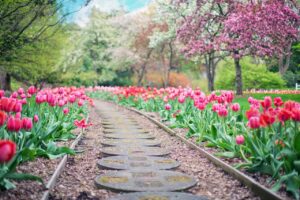 Un jardin