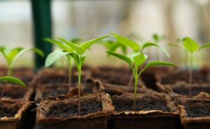 Un potager