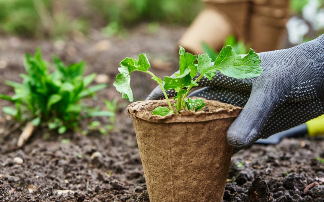 Gardener hands picking and planting vegetable plant in the garden