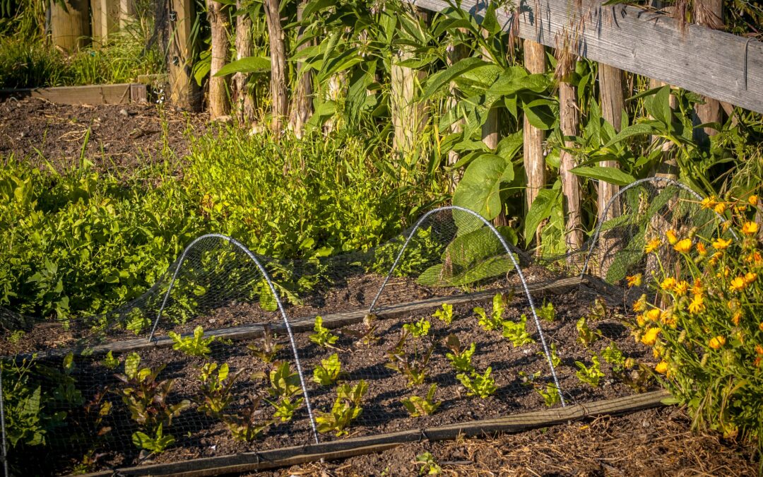 Organic vegetable garden