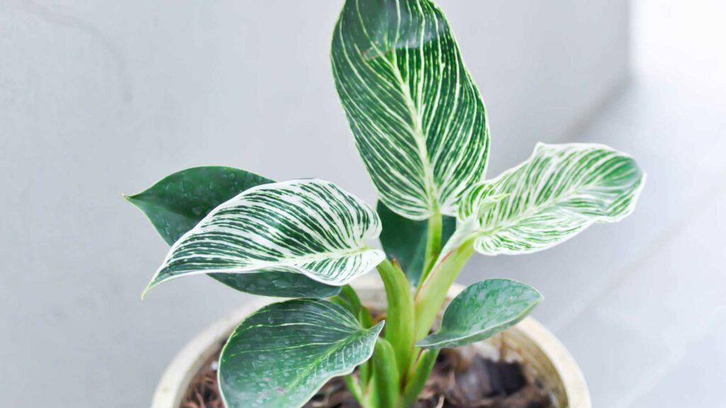 Une philodendron