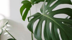 plantes d'intérieur