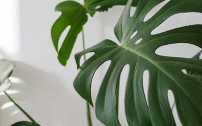 Les meilleures plantes d’intérieur pour purifier l’air de votre maison