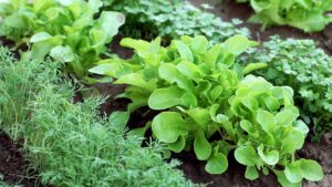 potager