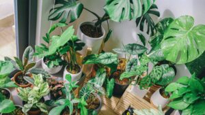 plantes d'intérieur
