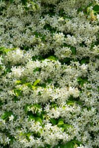 The jasmine hedge in bloom in the summer